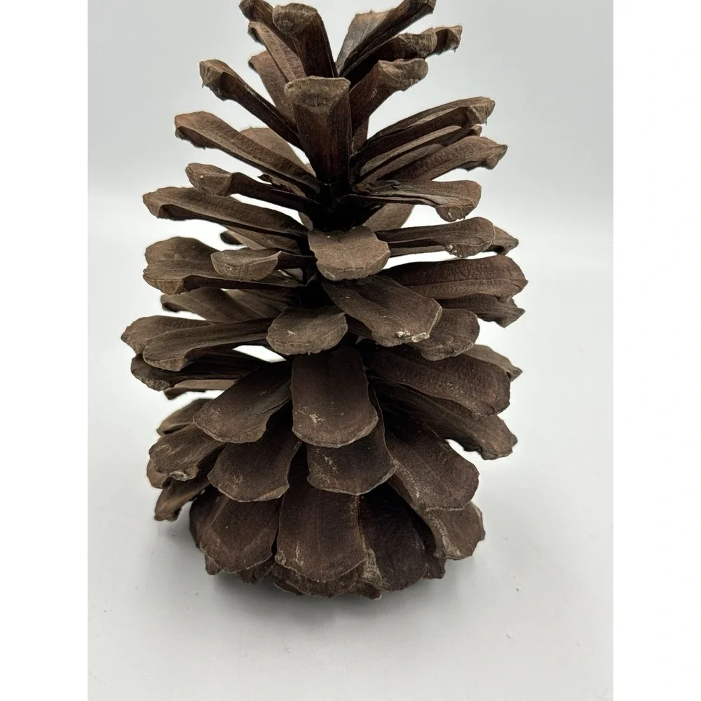Large 7 Inch Natural Pine Cone Rustic Home Decor Holiday Crafts Art